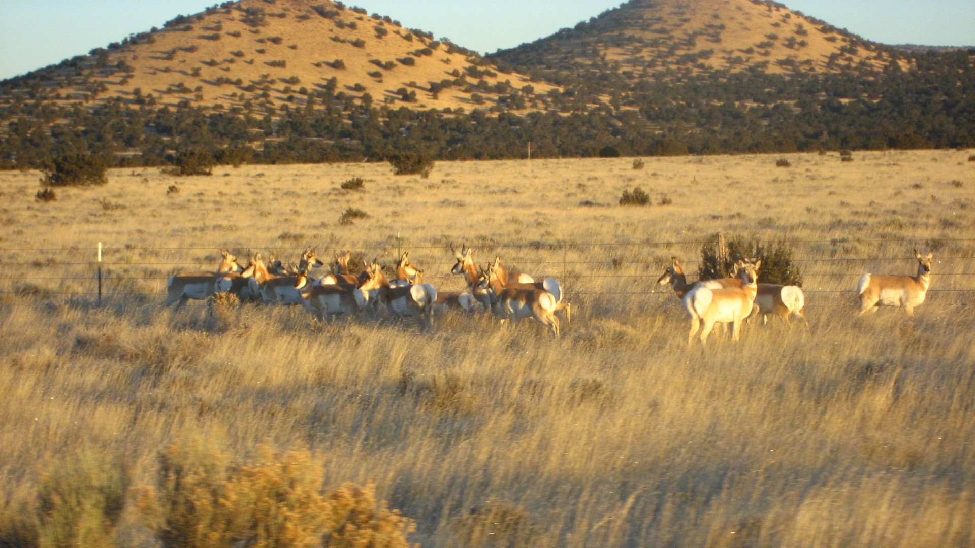 The Big Threat of Fences Across the West • The Revelator 1 The Big Threat of Fences Across the West • The Revelator