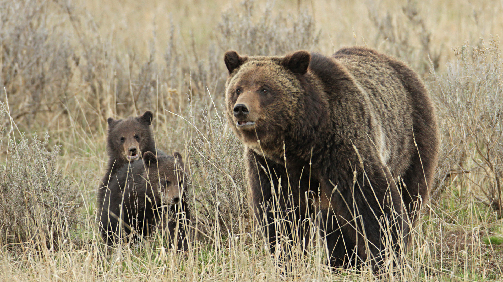 yellowstone grizzlies