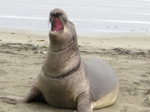 green tie elephant seal