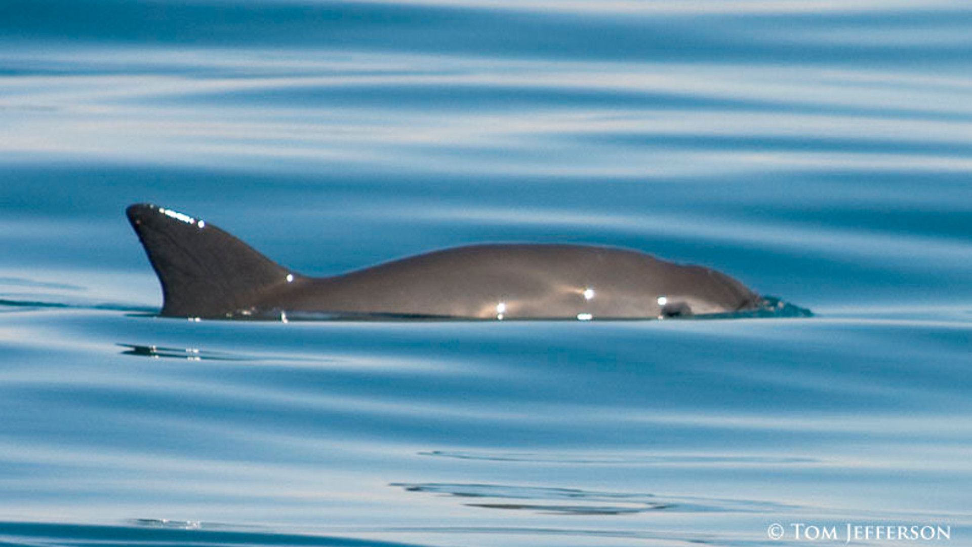 Last Chance to Save the Vaquita?