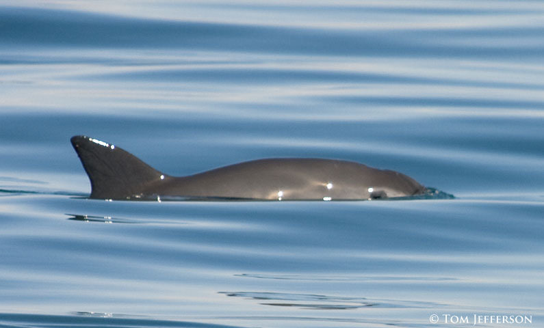 vaquita