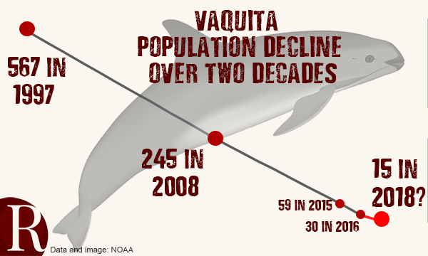 Mexico announces permanent ban of gill-nets in vaquita habitat