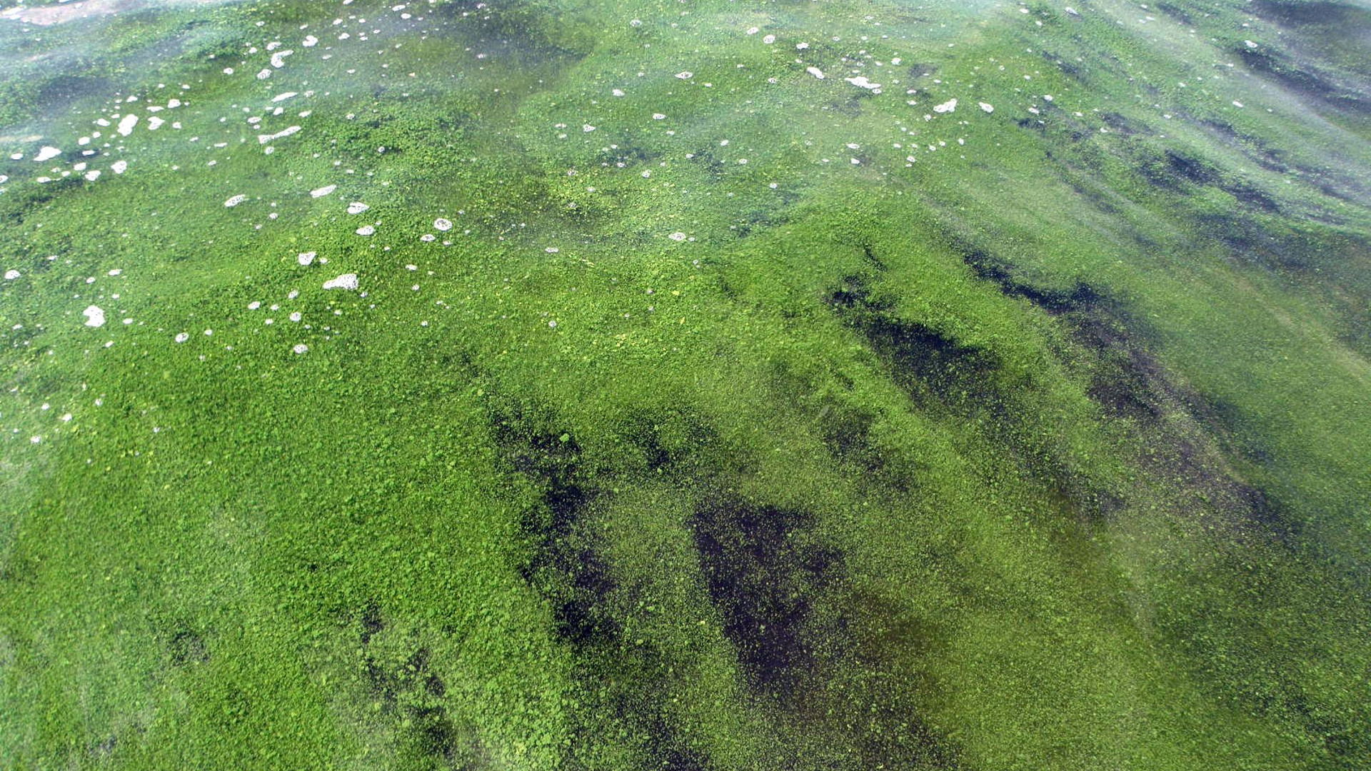 algae bloom