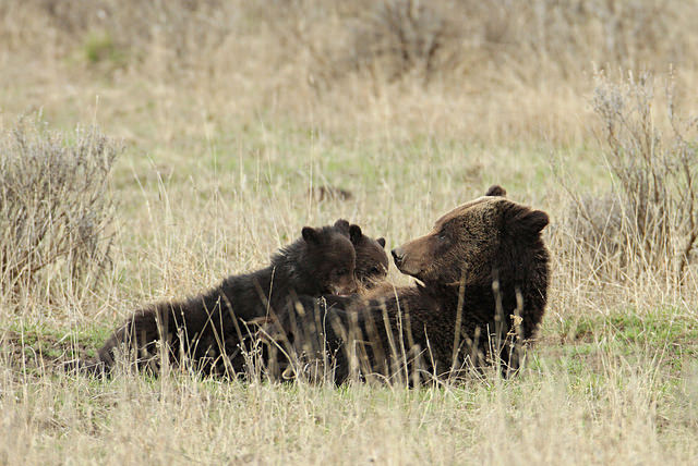 grizzly with cubs