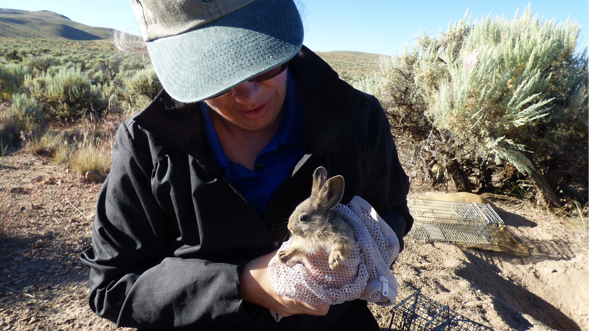 pygmy rabbit scientists