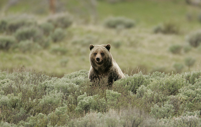 yellowstone grizzly