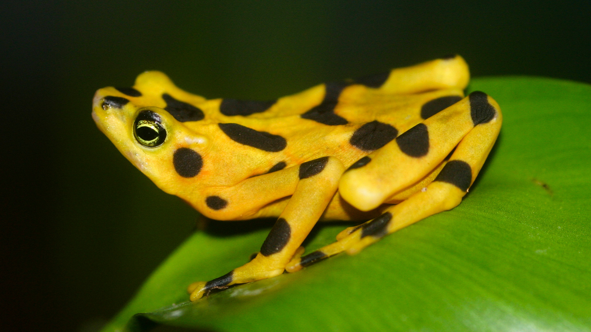 Species Spotlight: Will the Panamanian Golden Frog Survive? • The Revelator