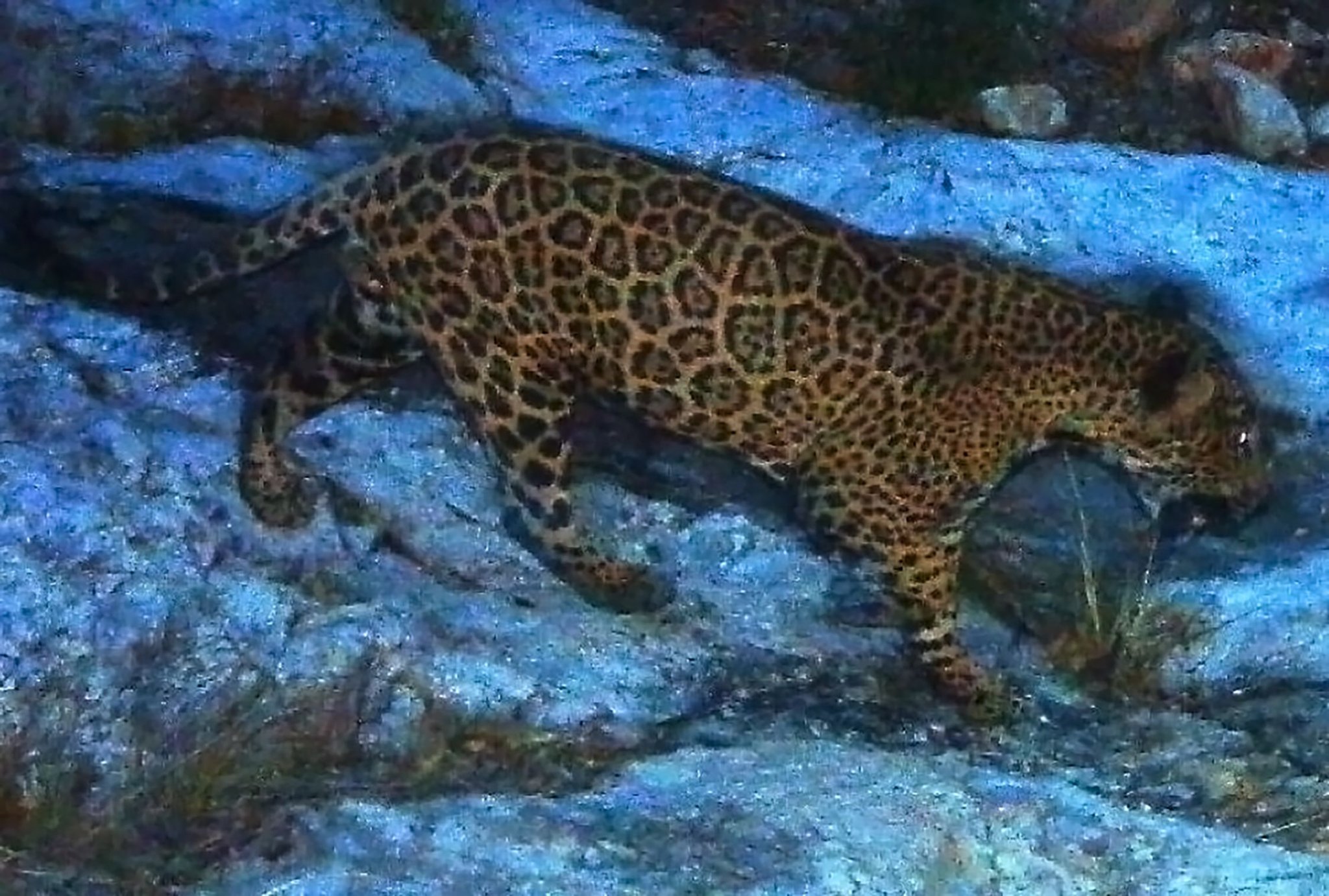 el jefe jaguar