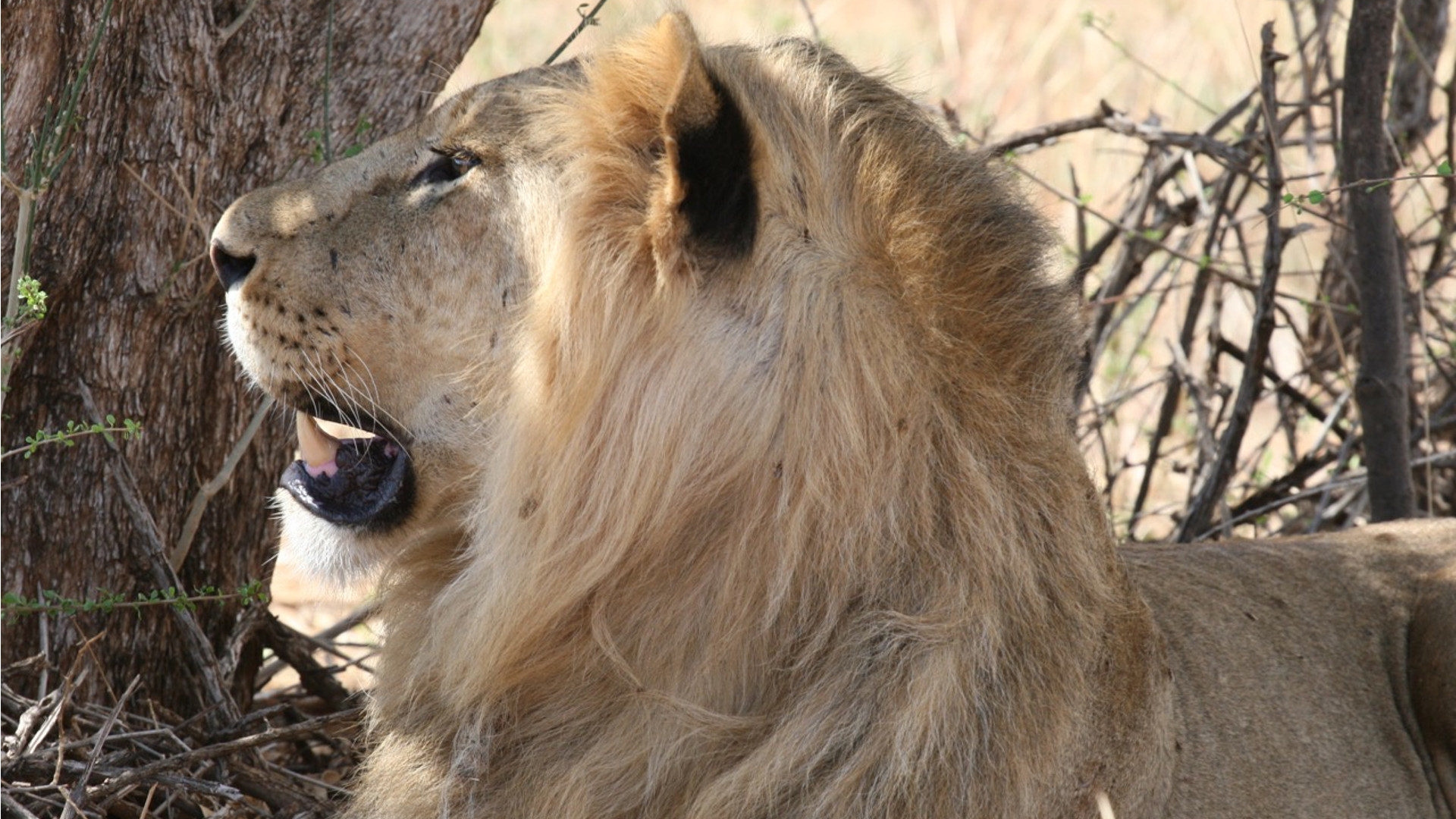 Living on the Edge With Lions