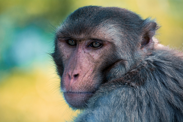 rhesus macaque