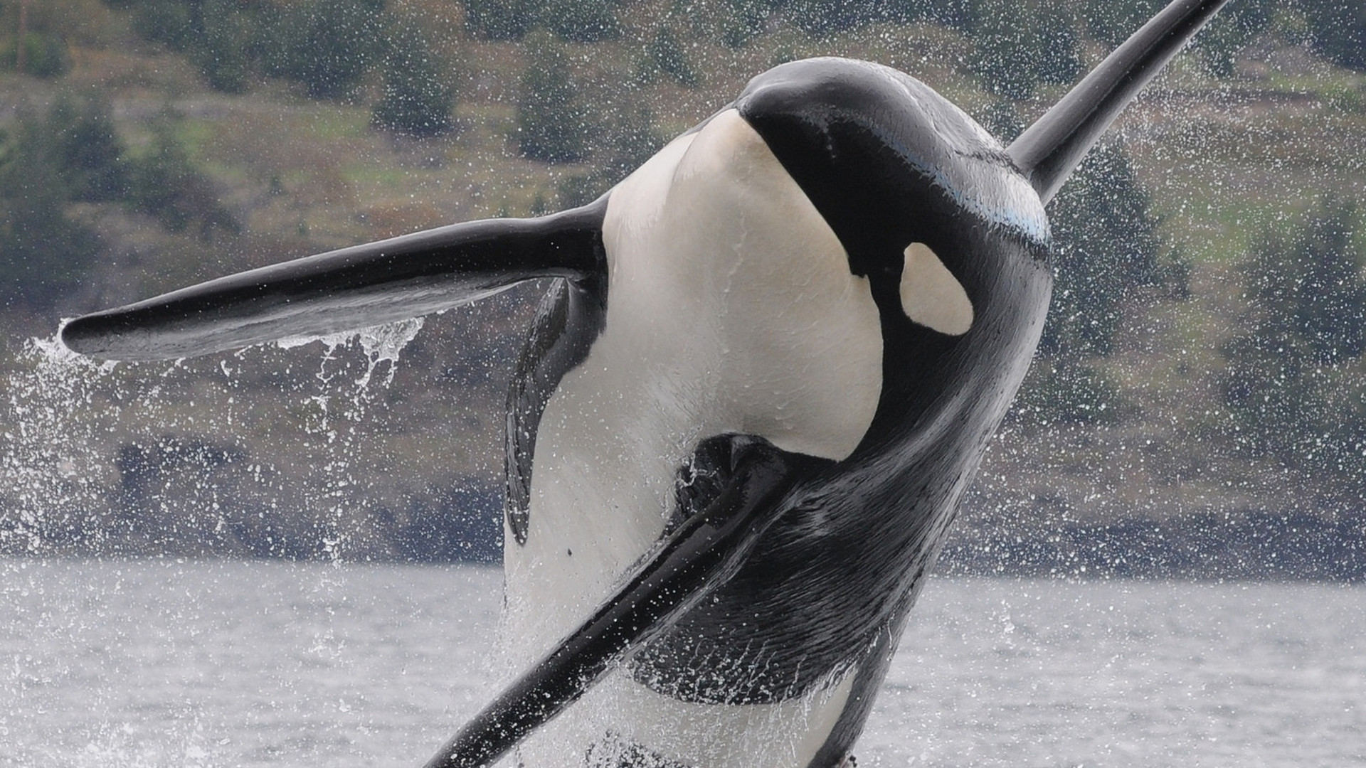 killer whale eating seal