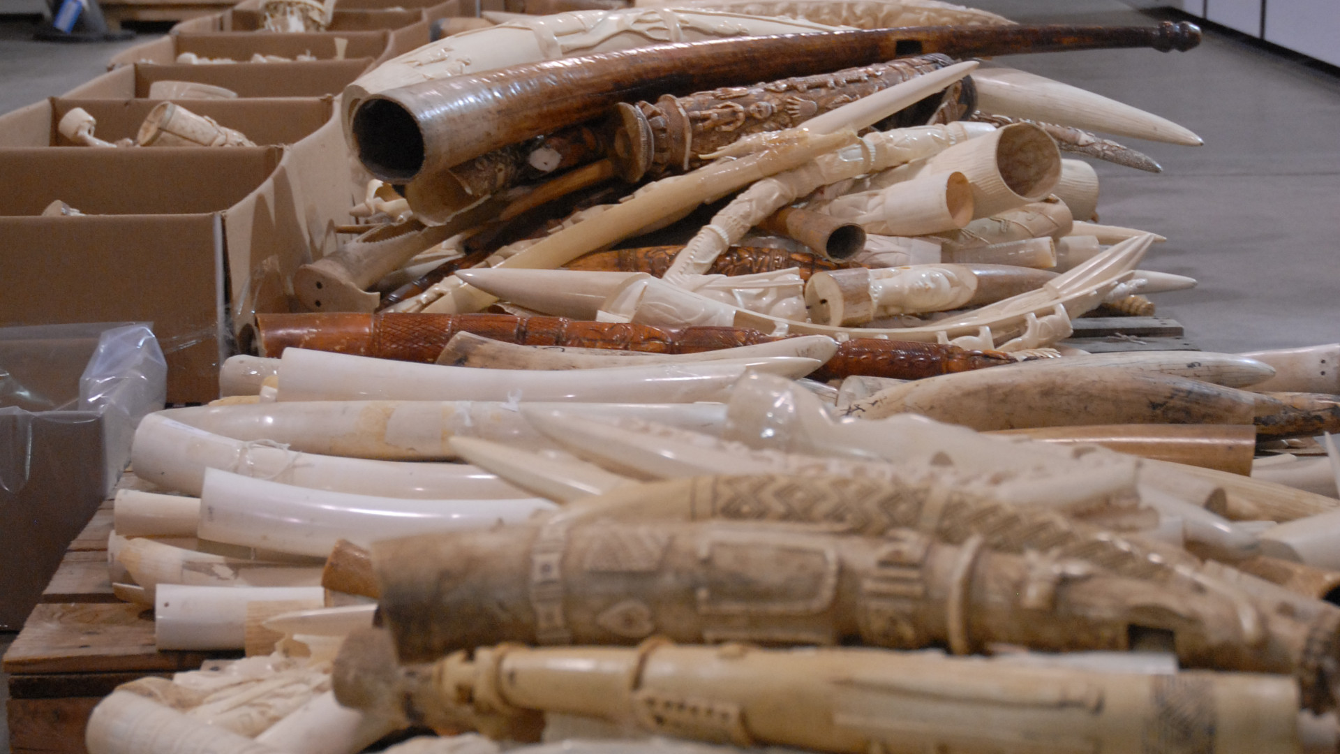 Illegal ivory