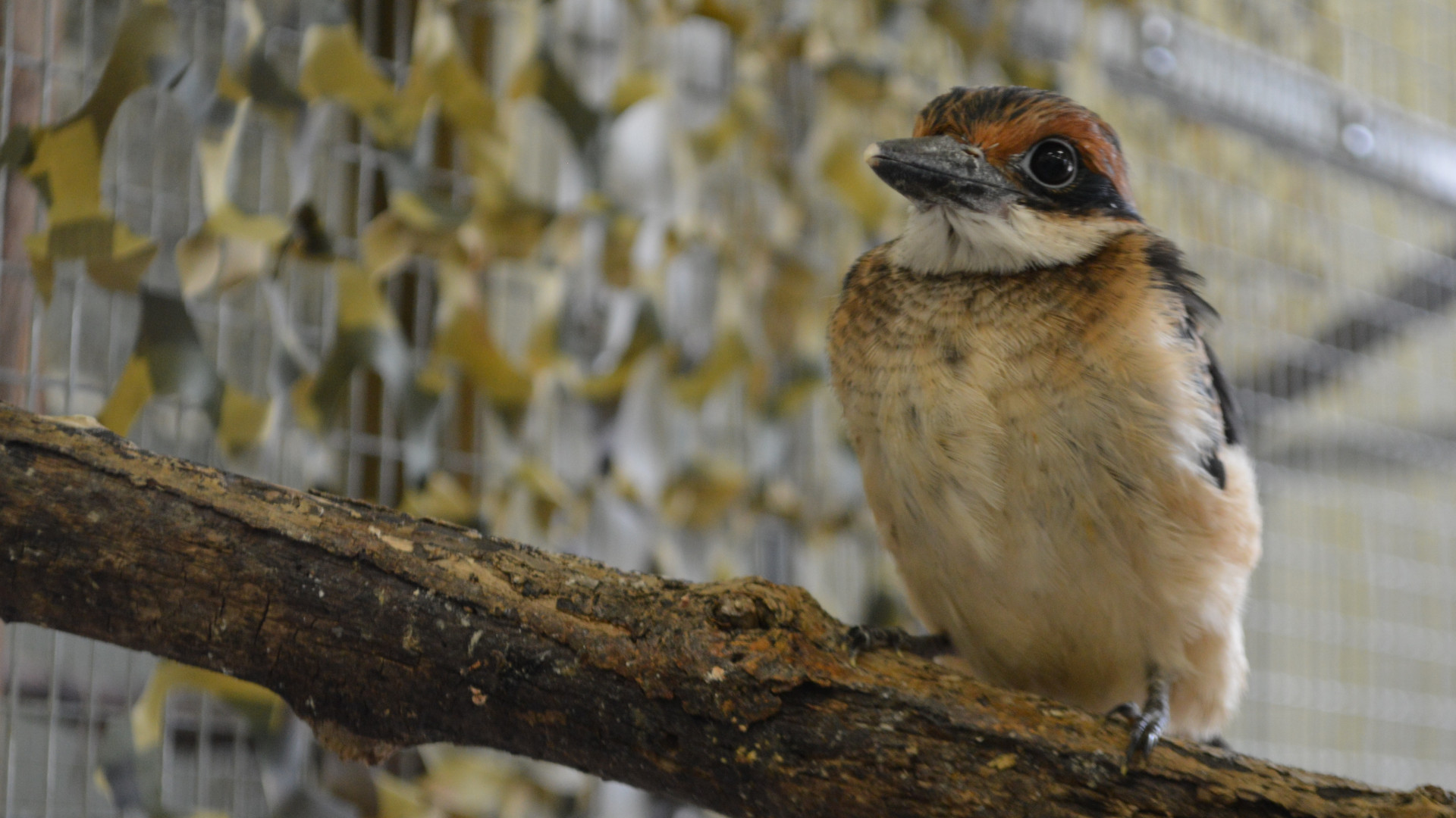 Guam kingfisher