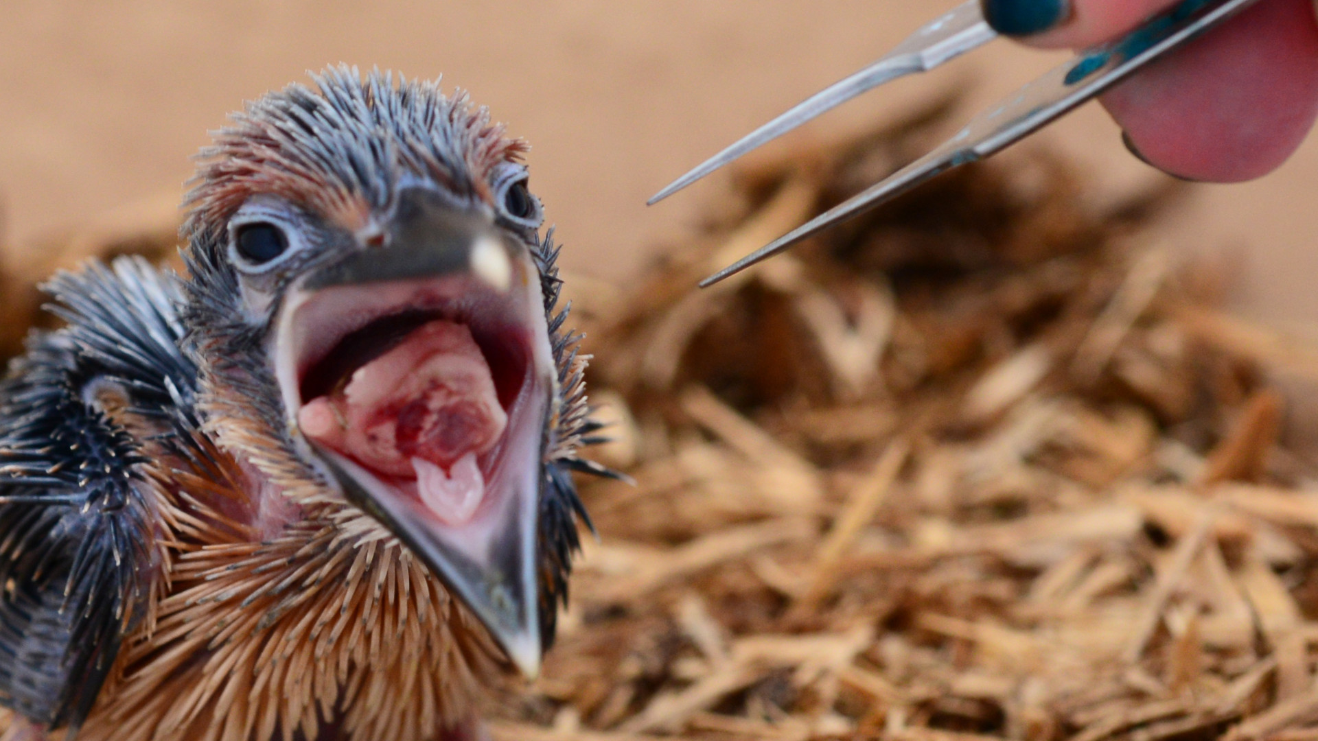 Guam kingfisher chick