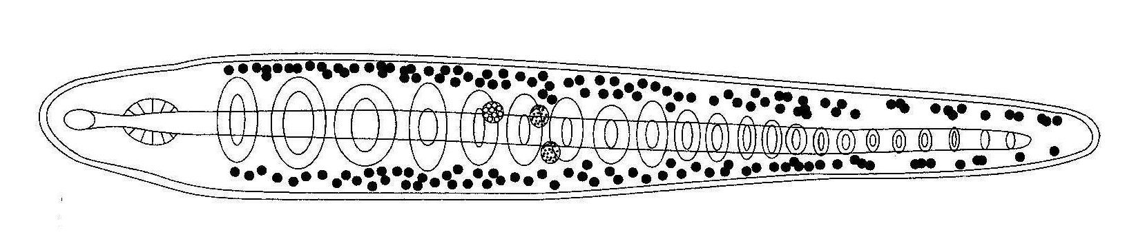 Stichoctyle