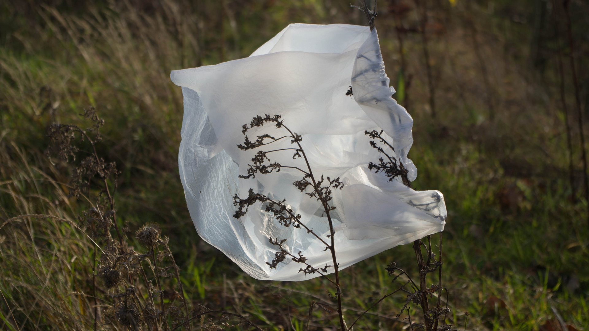 plastic bag nature