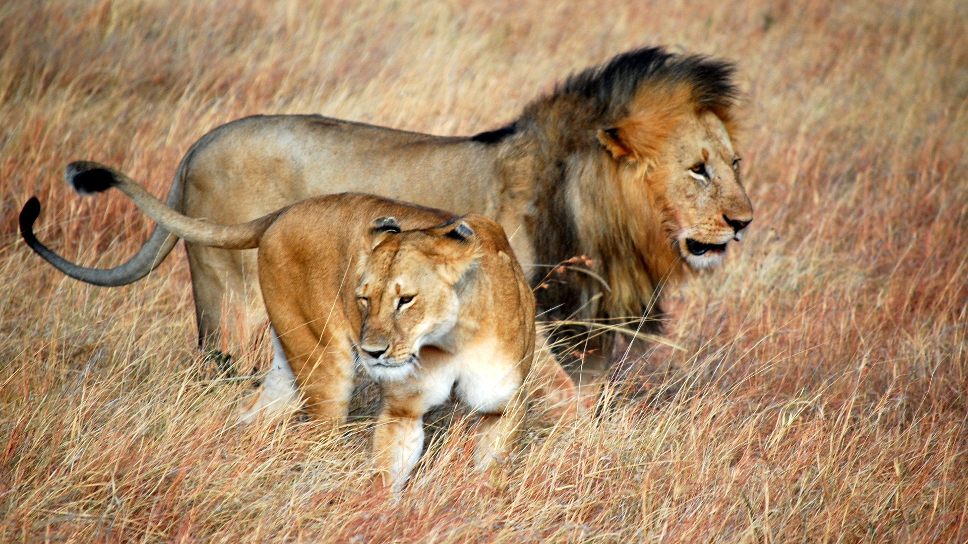 lions trophy hunting