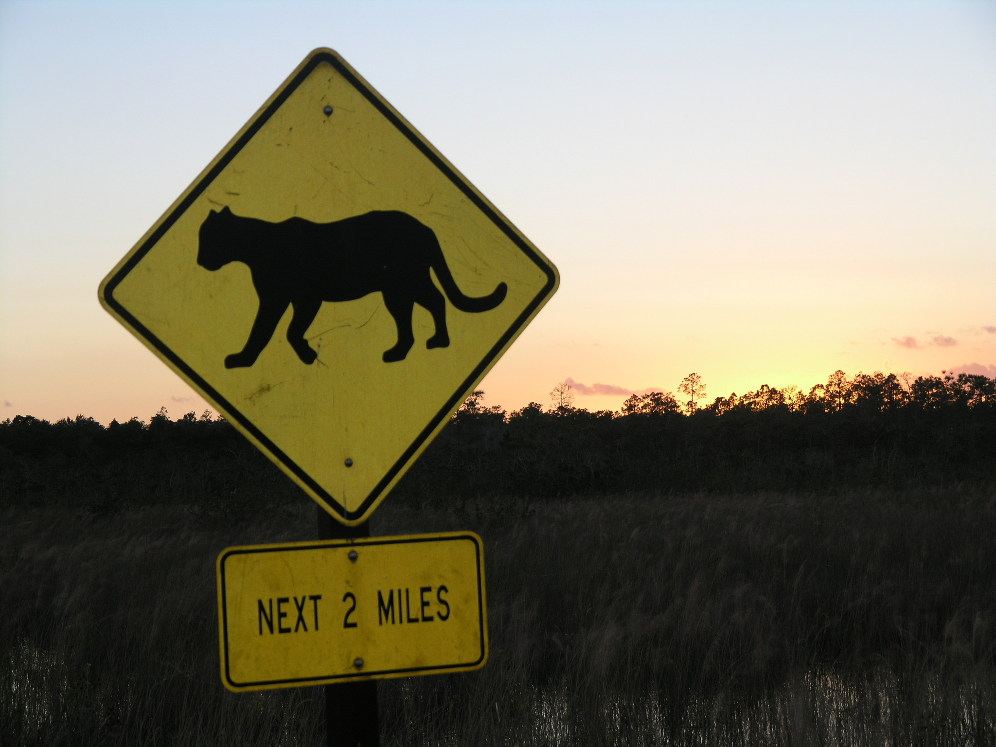 Florida panther driving sign