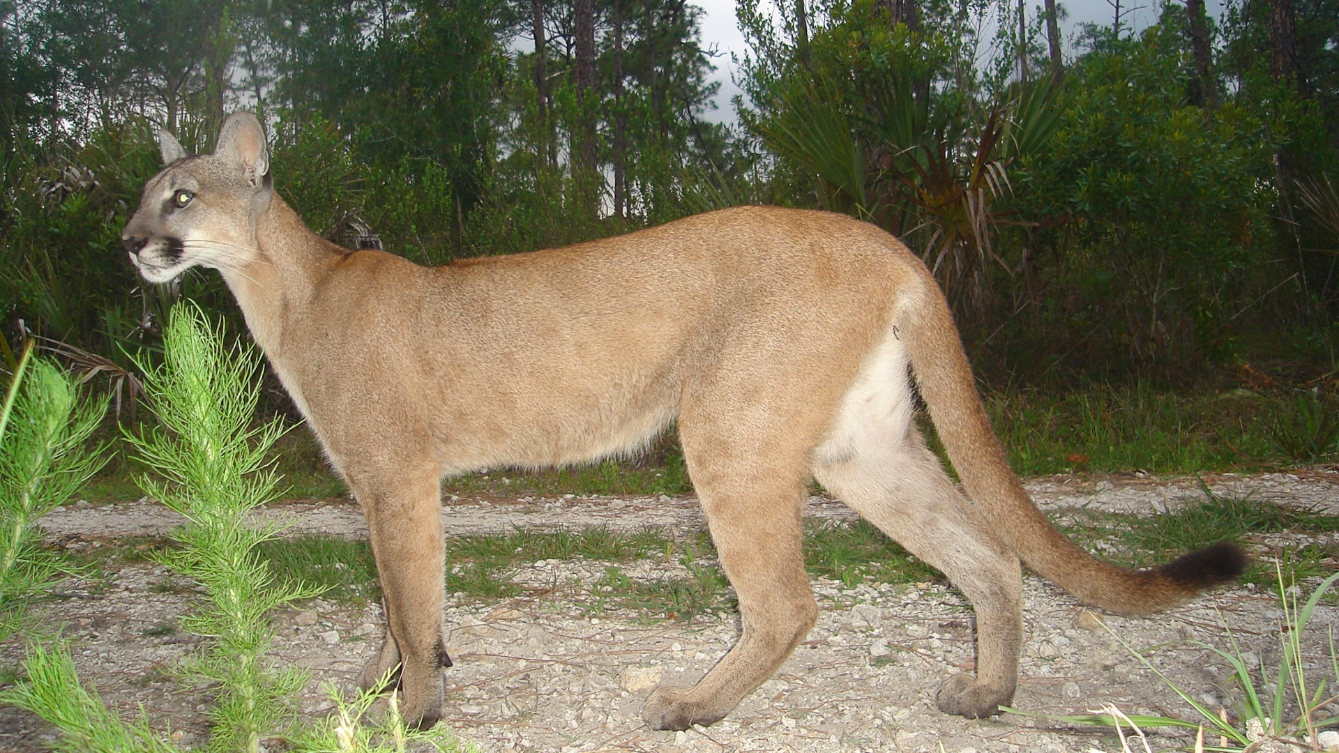 Florida panther