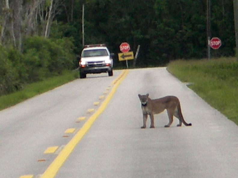 florida panther