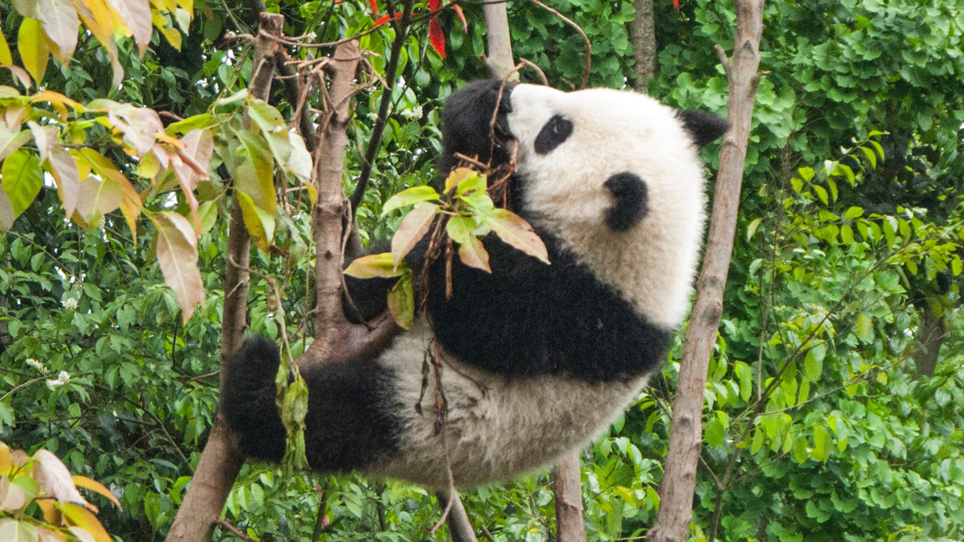 Don't Believe the Hype: Giant Pandas Are Still Endangered • The Revelator