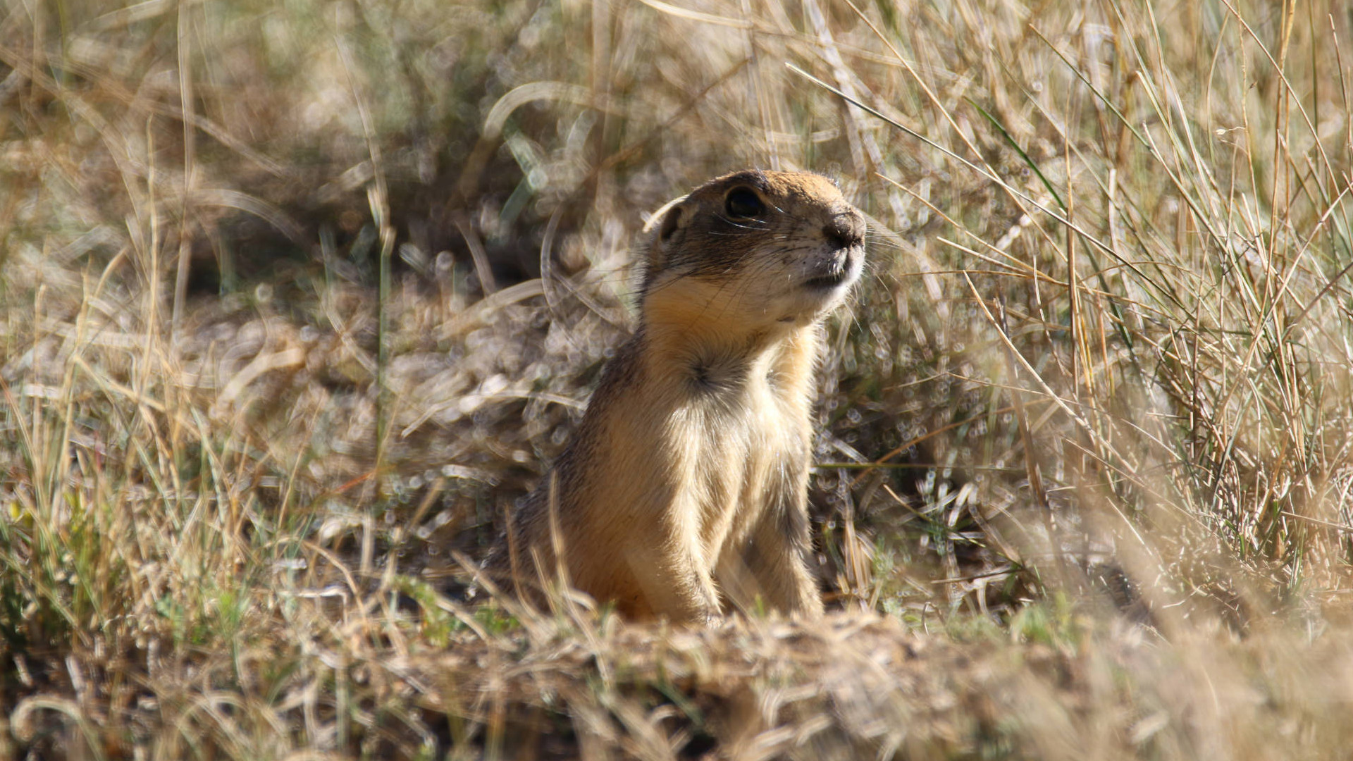 utah prairie dog