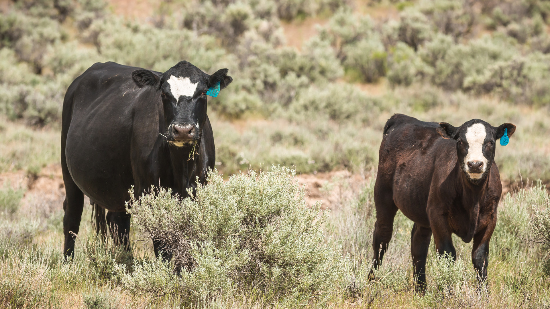 cattle public lands