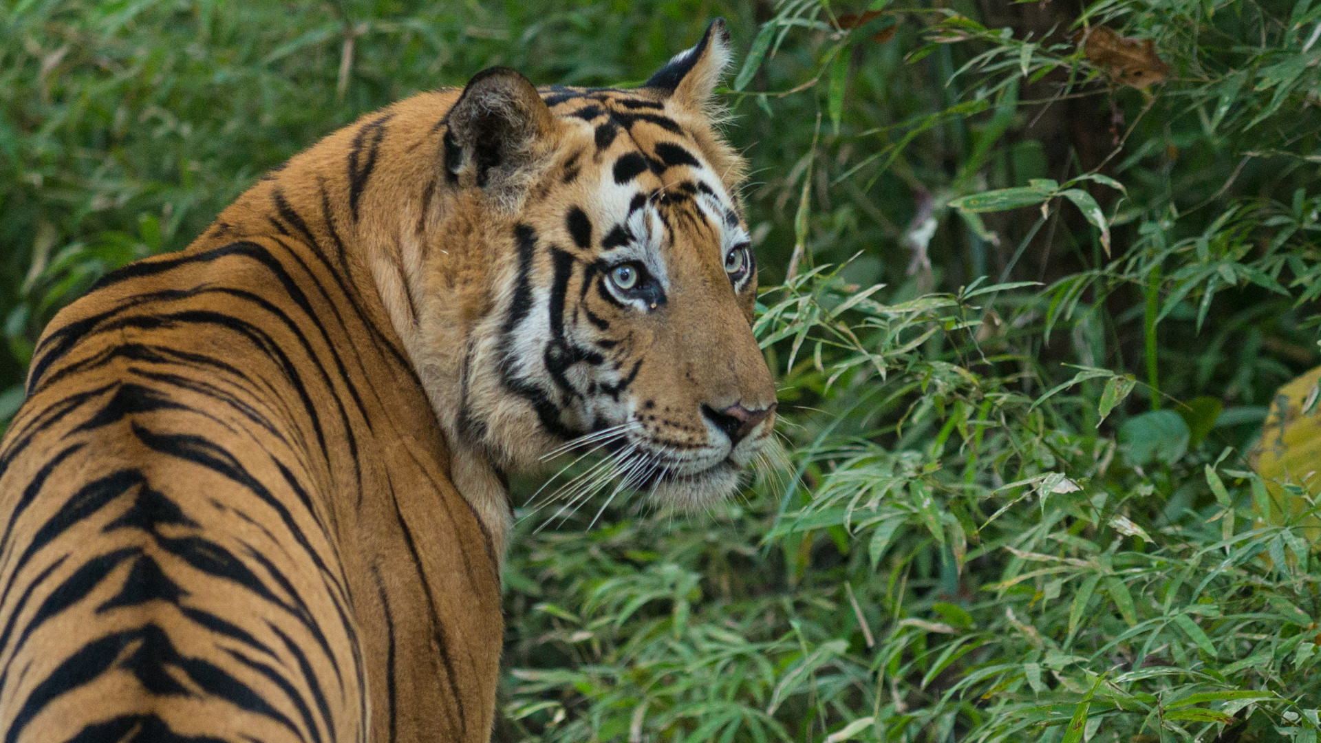 The Surprising Ways Tigers Benefit Farmers and Livestock Owners