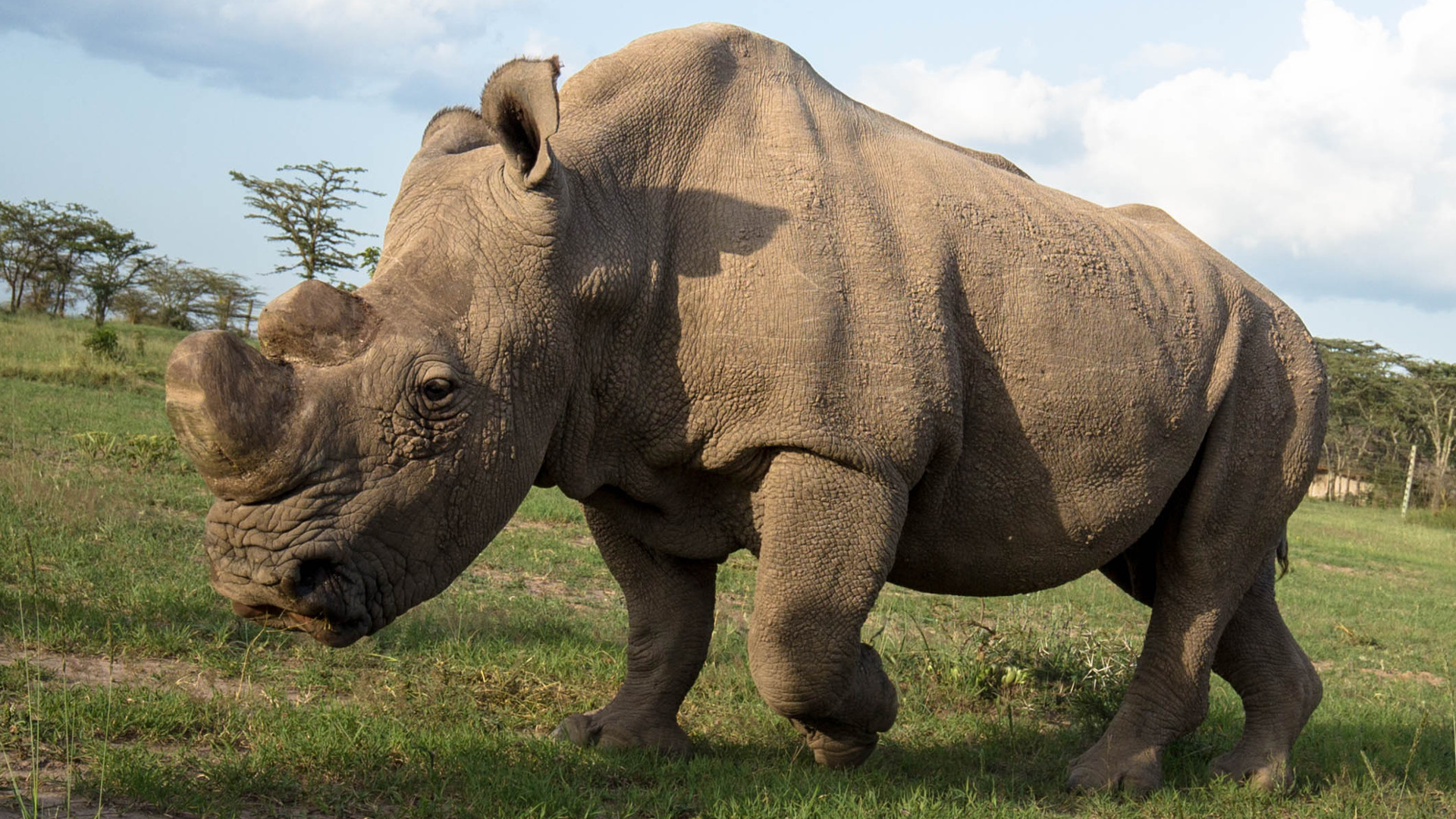 Sudan northern wrhite rhino