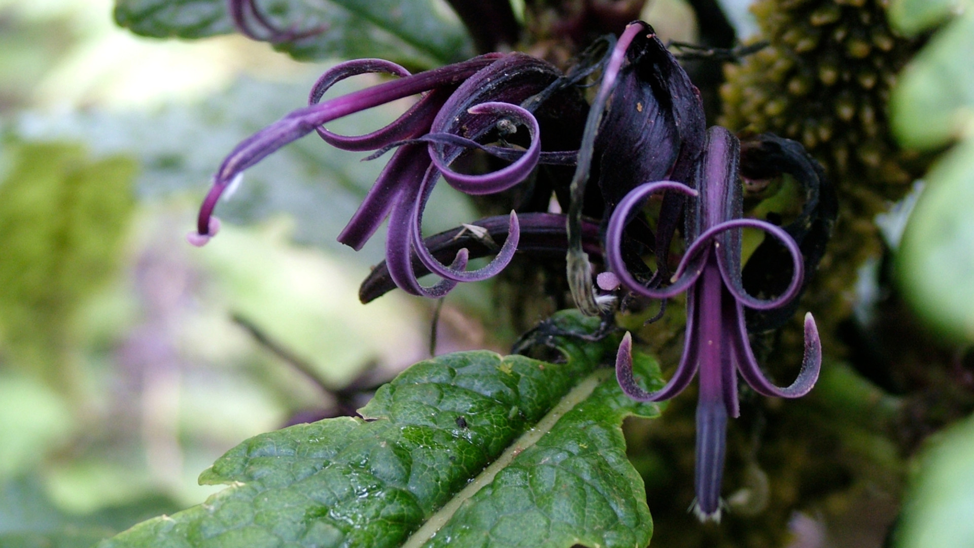 Cyanea stictophylla