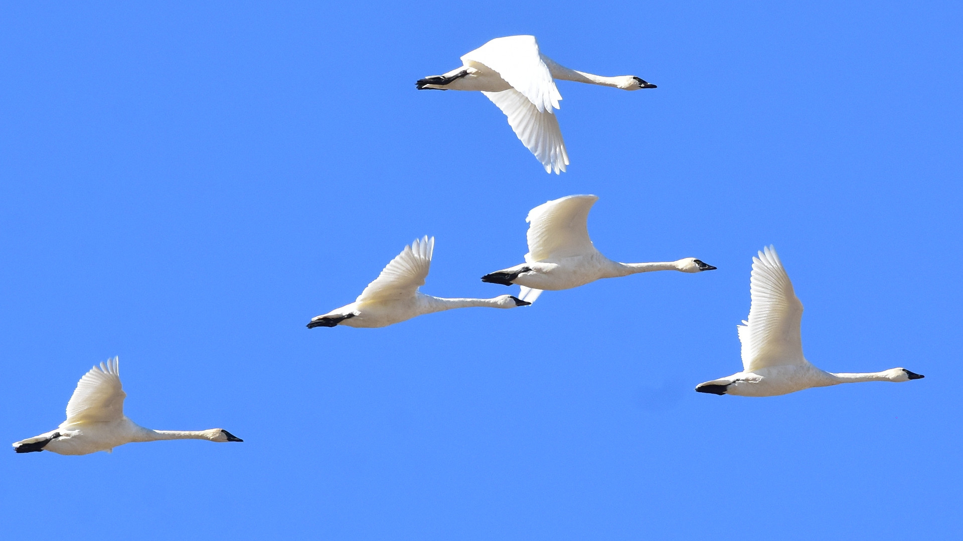 migrating tundra swans