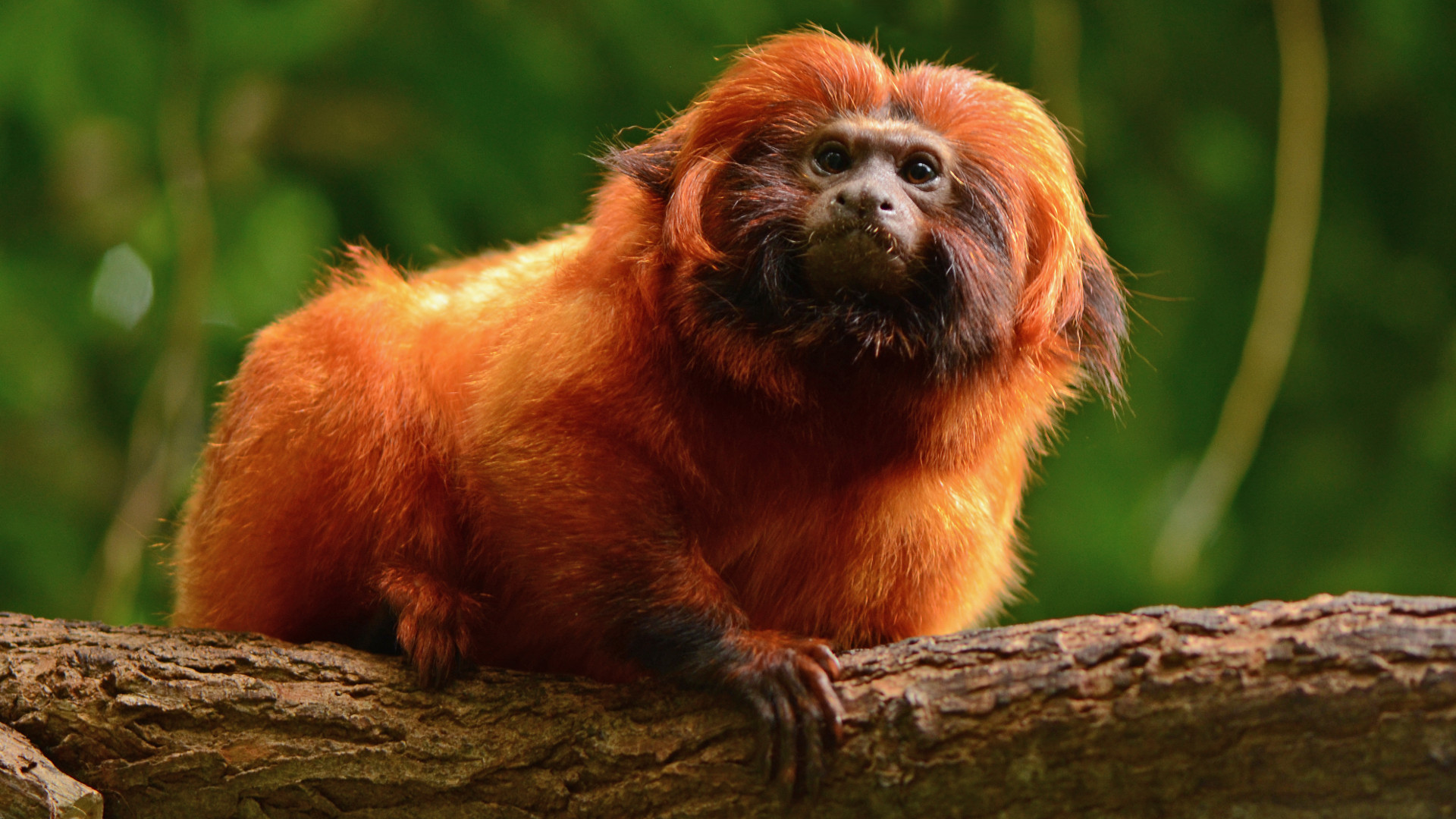 golden lion tamarin