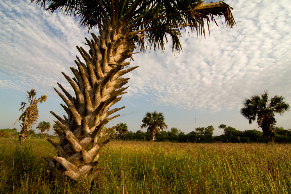 sabal palm