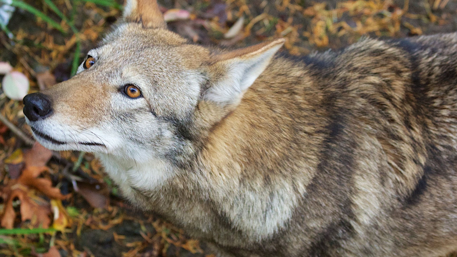 red wolf