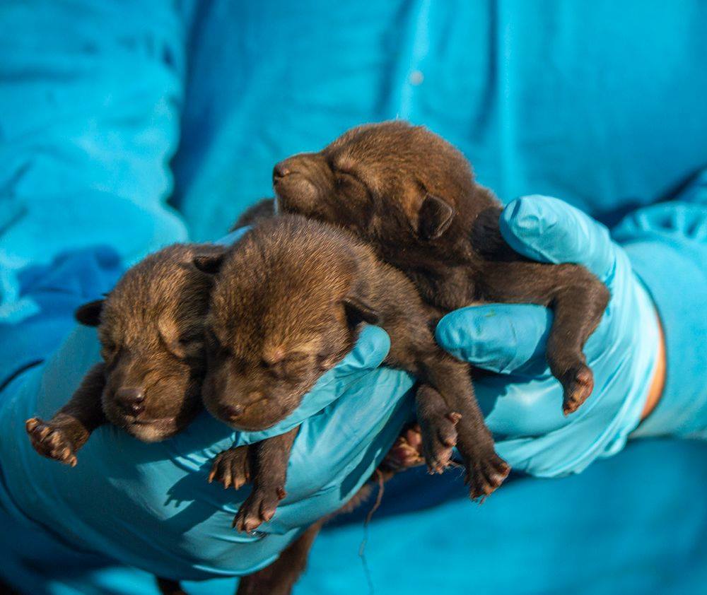 red wolf pups