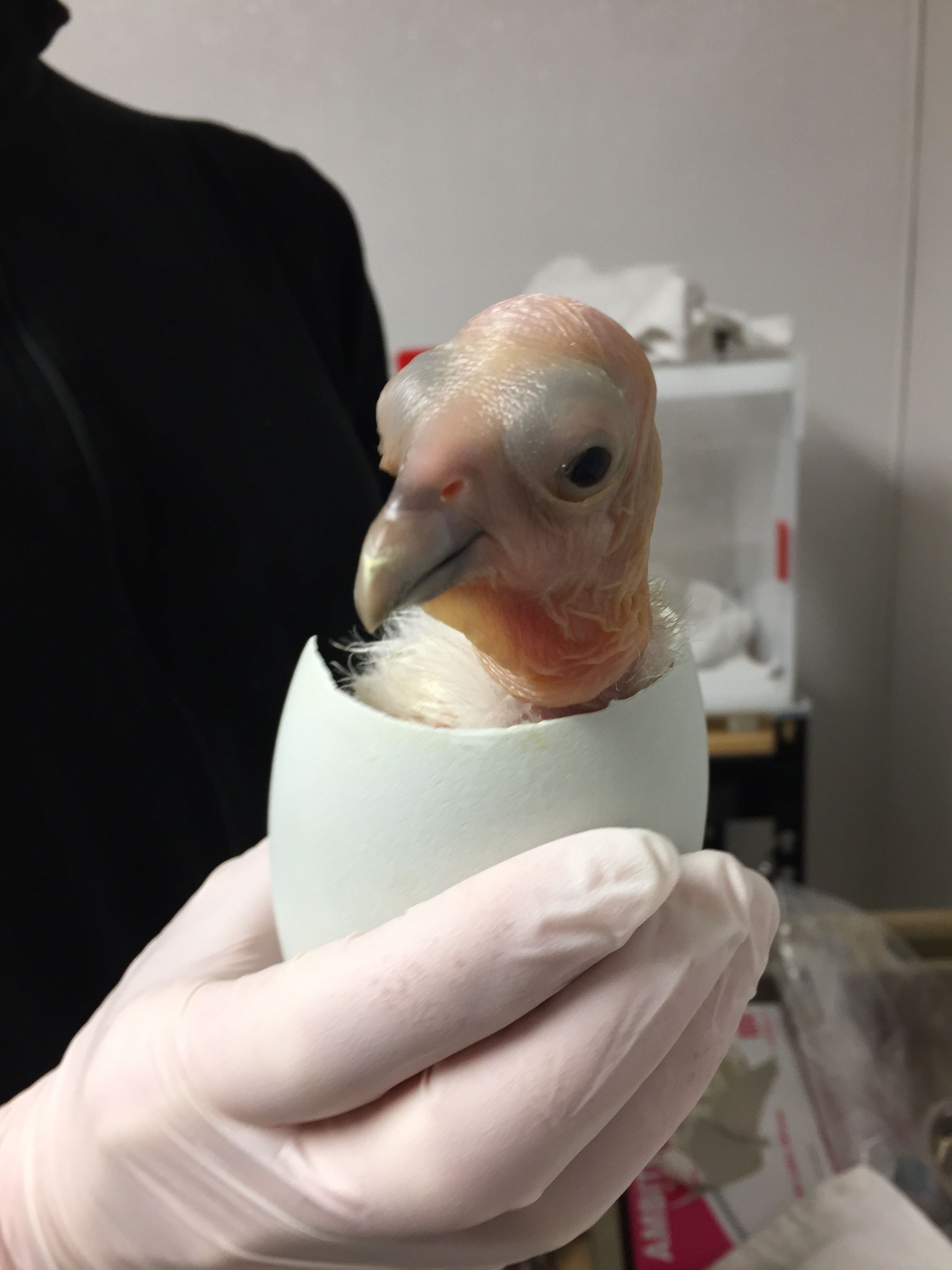 California condor chick