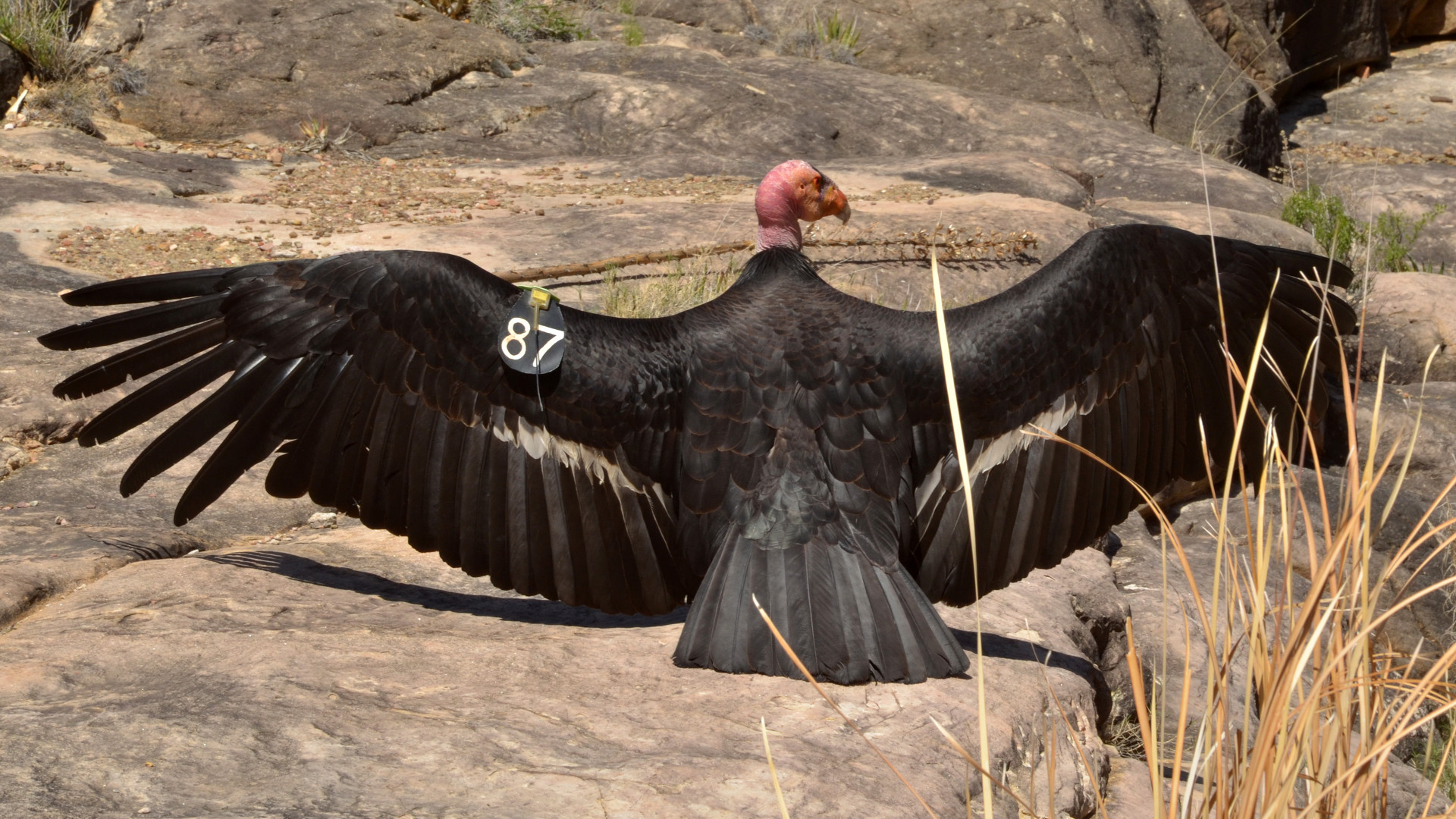 Saving California Condors — With a Chisel and Hand Puppets