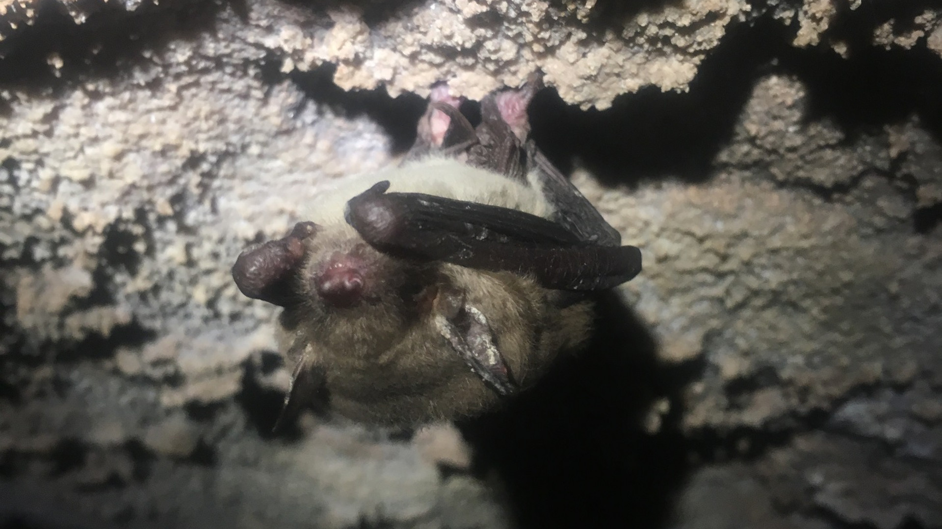 cave myotis bat