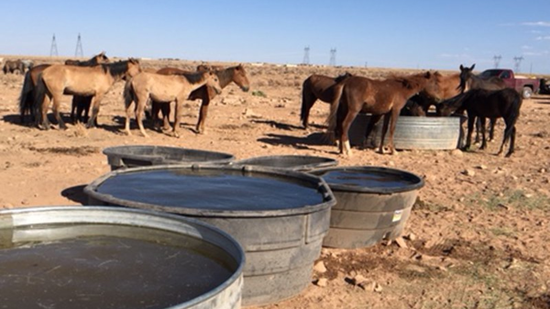 wild horses drought