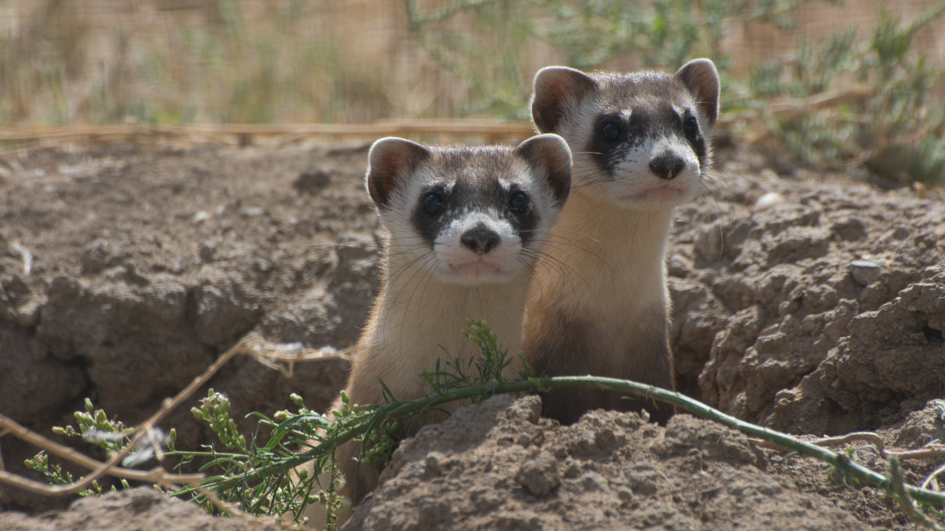 black-footed ferrets