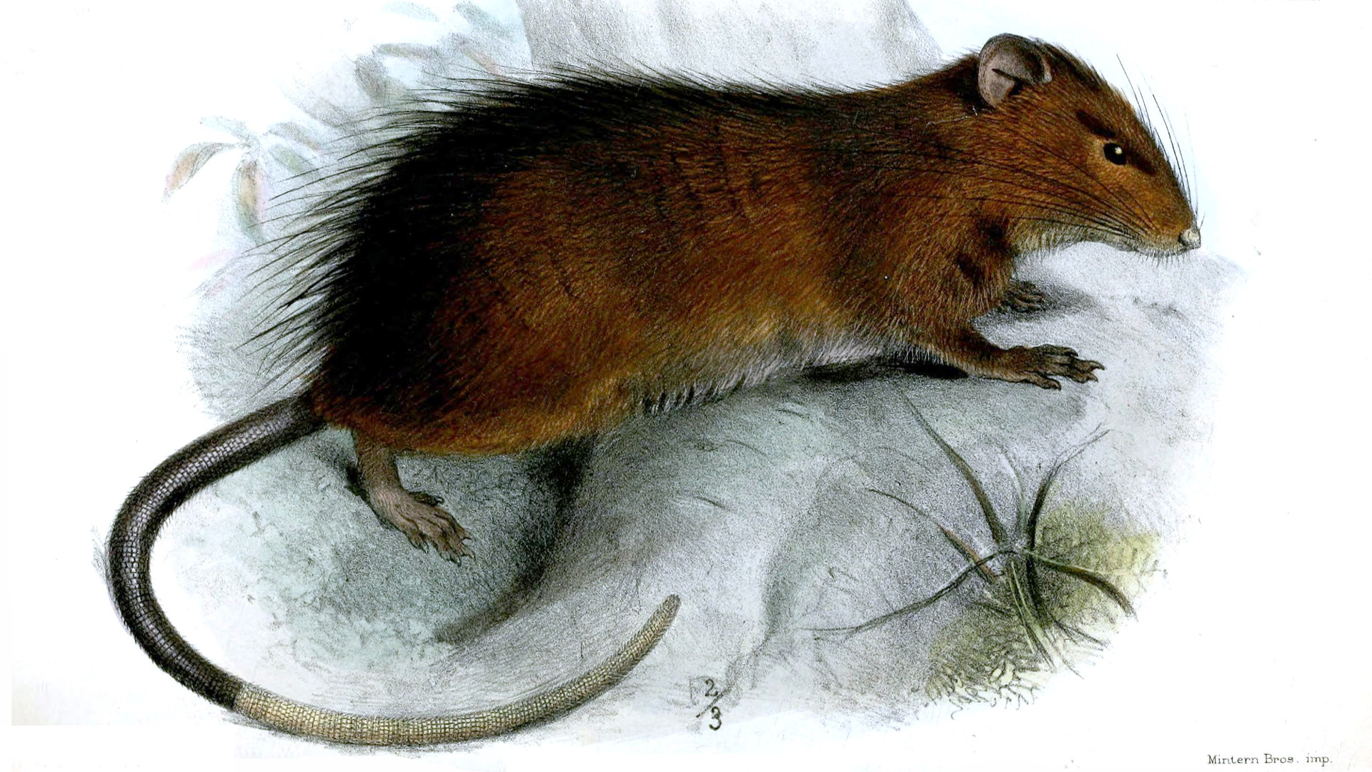 Maclear's rat