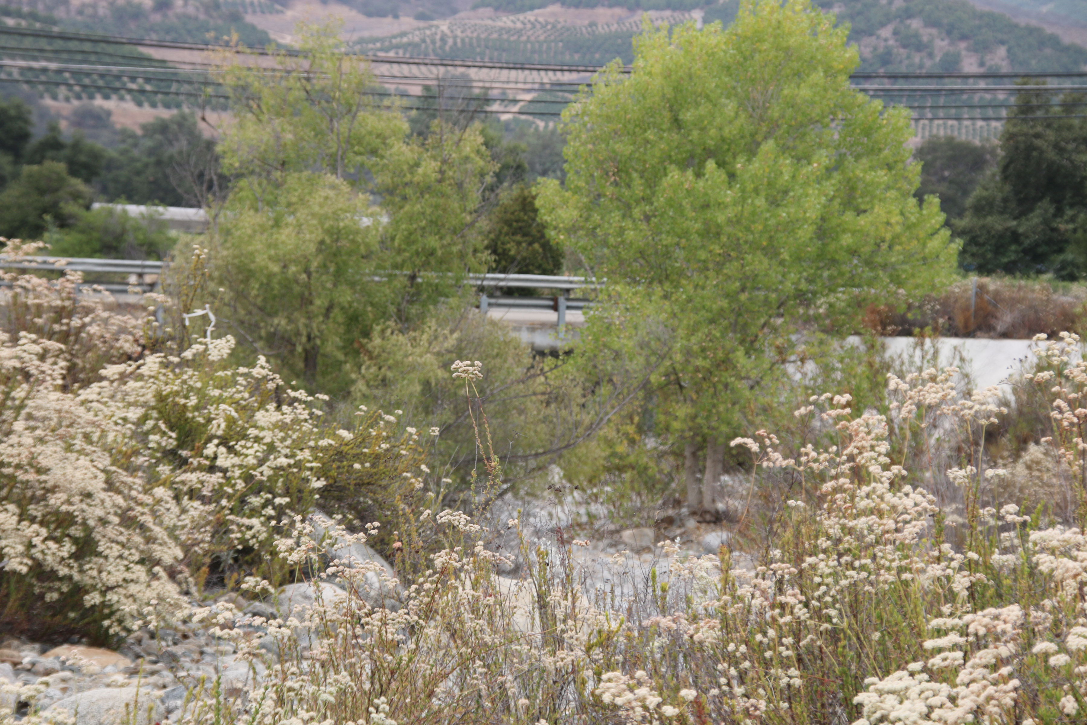 Pauma Creek Bridge