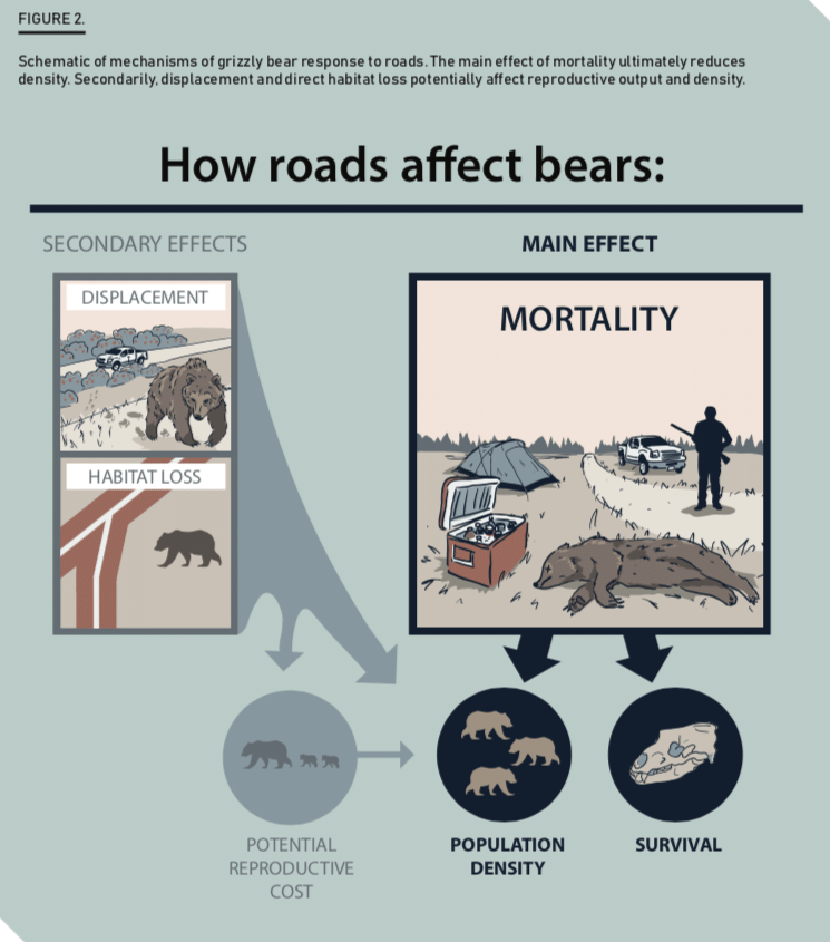 How roads affect bears