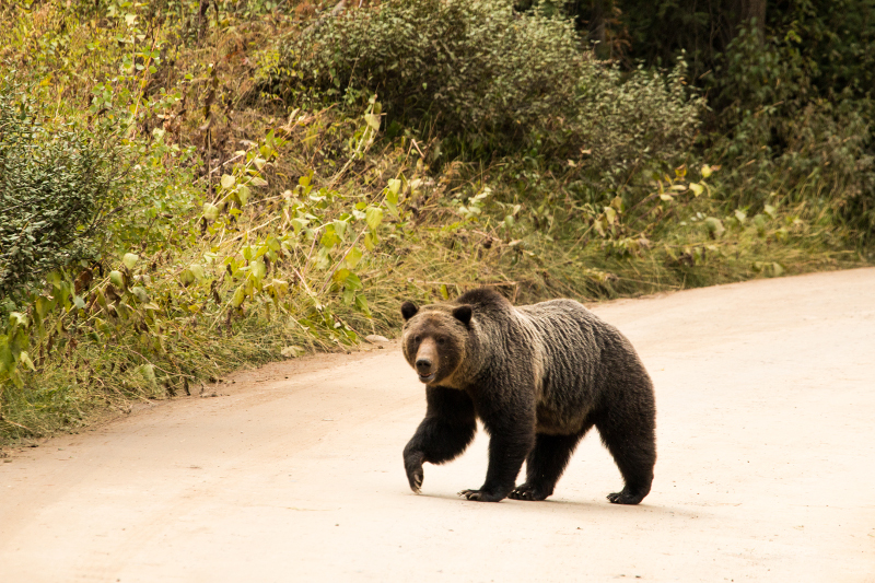 grizzly on a road