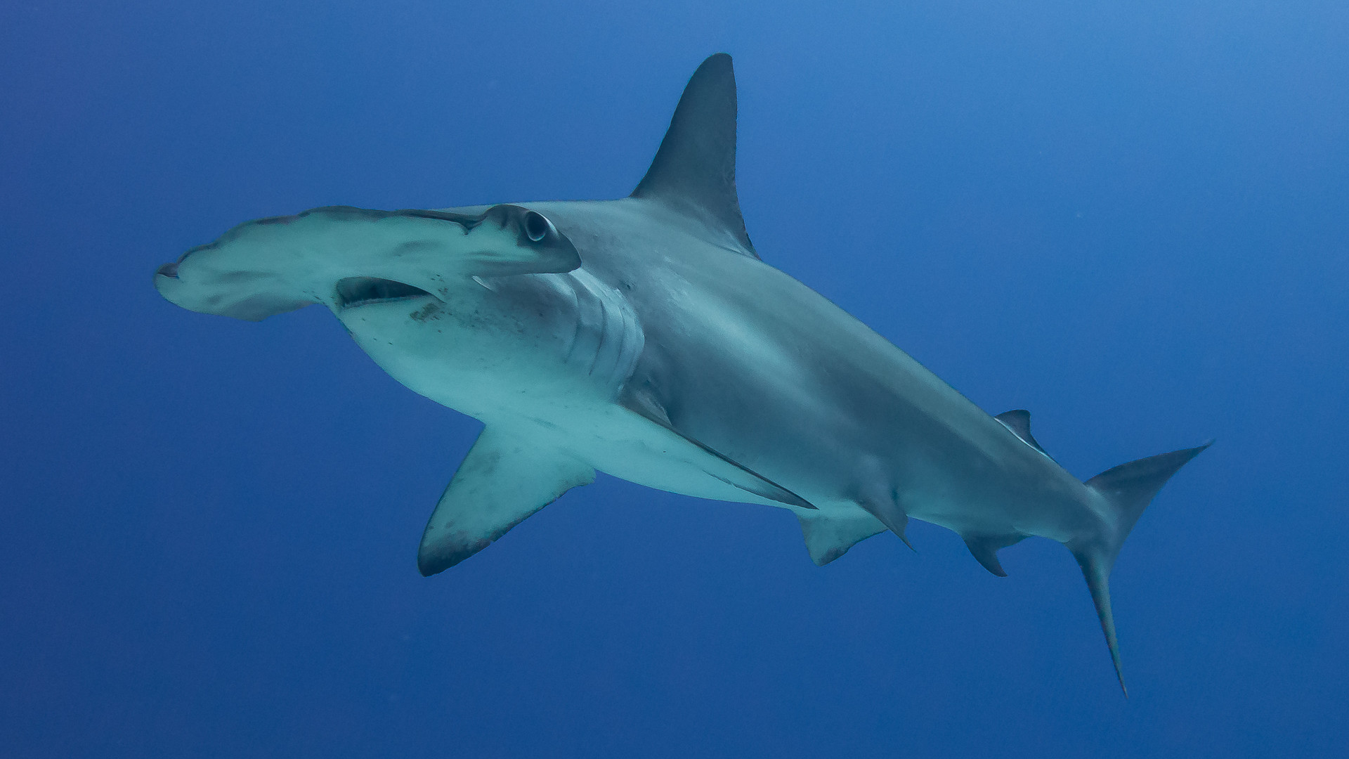 scalloped hammerhead shark