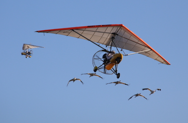 Whooping cranes ultralight