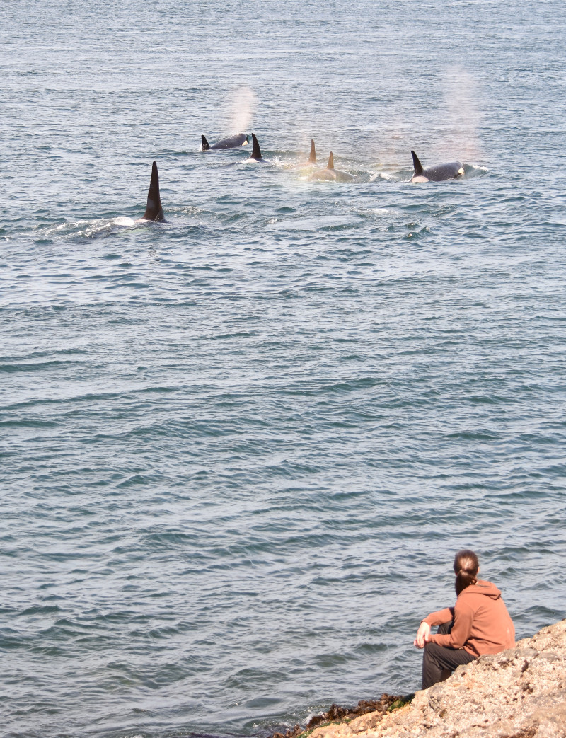 southern resident killer whales