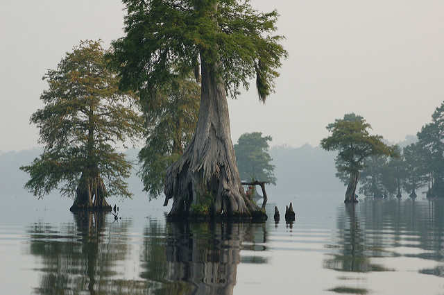 great dismal swamp