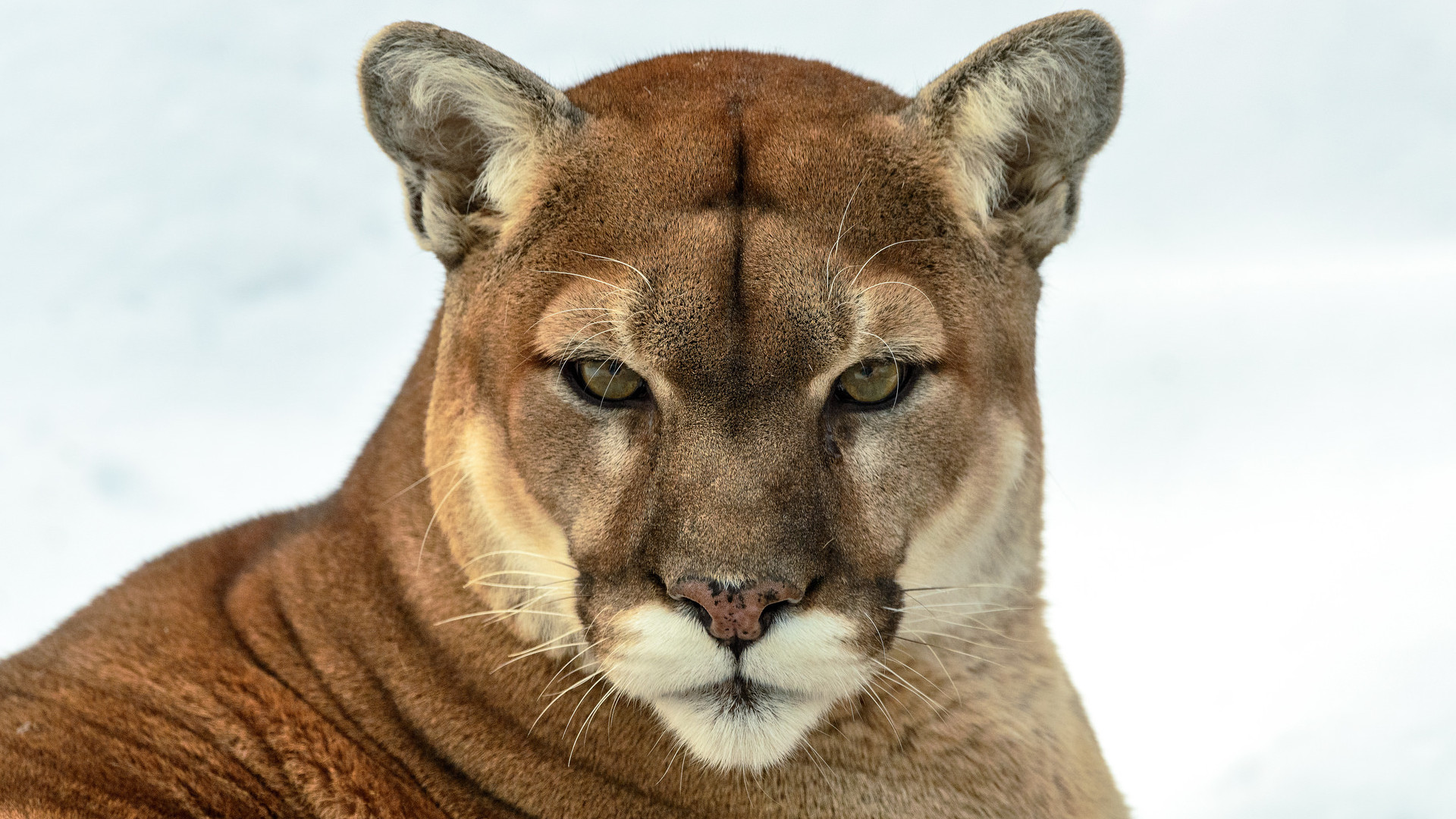 mountain lion