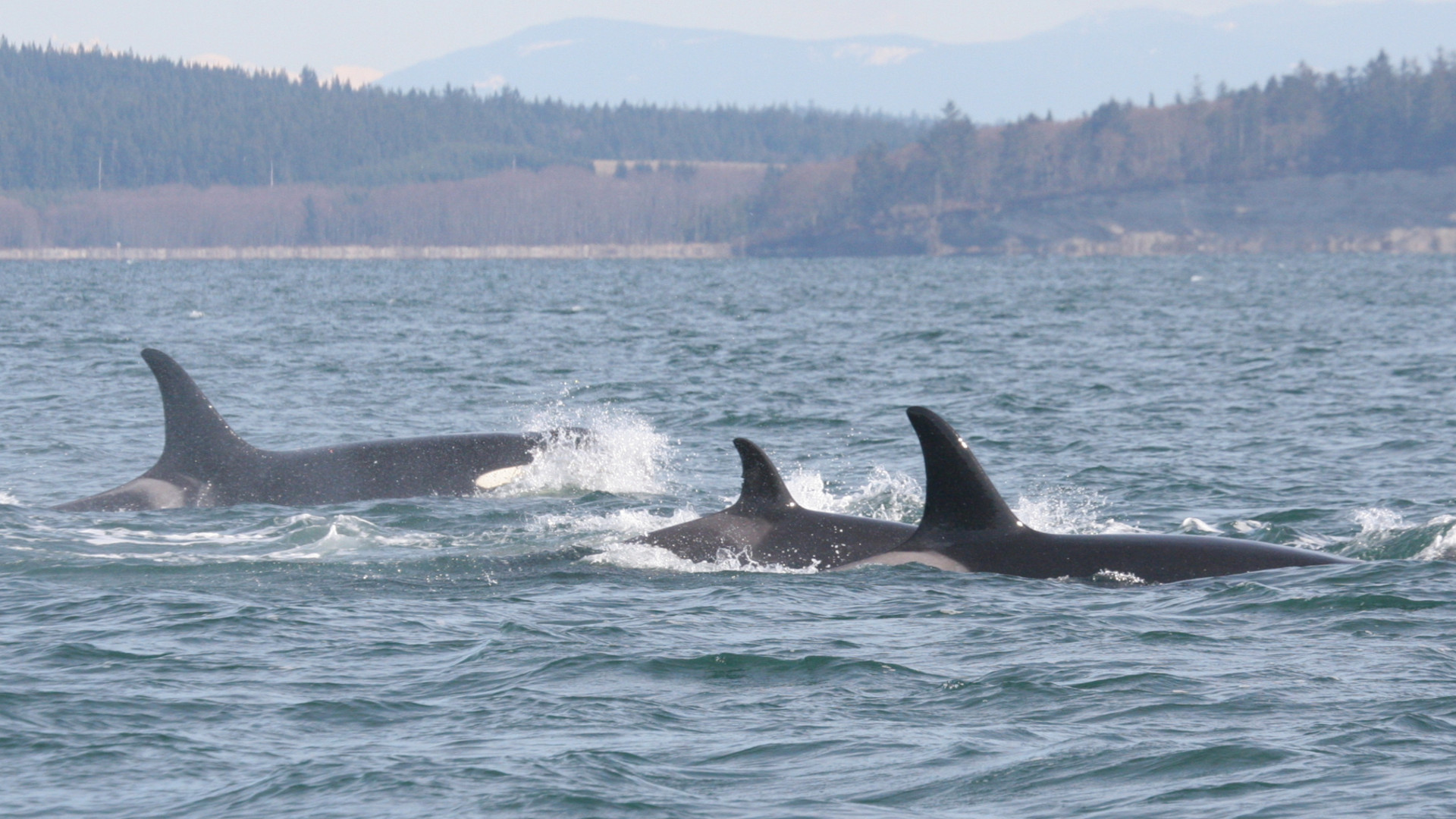 southern resident killer whales